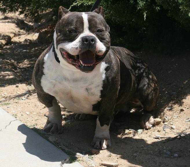 Romeo Bully