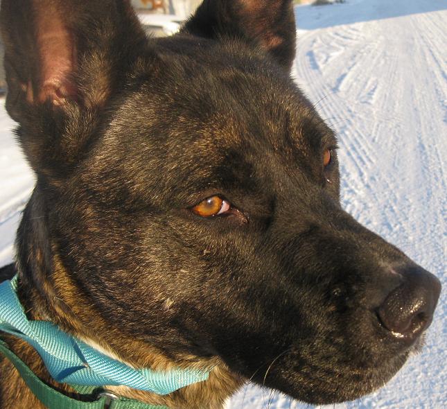 Akita pitbull.jpg