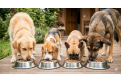 รีวิวอาหารสุนัข F1 (F1 Dog Food): ตัวเลือกยอดฮิตสำหรับสุนัขทุกสายพันธุ์