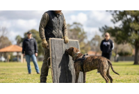 วิธีรับมือและป้องกันตัวเมื่อเผชิญหน้ากับพิตบูลที่กำลังจะจู่โจมอย่างมืออาชีพ