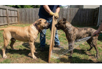 วิธีแยกพิตบูลกัดกันต้องทำอย่างไร