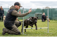 การฝึกสุนัขพิตบูลอย่างมืออาชีพ