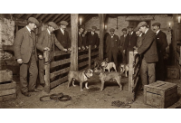 เจาะลึกประวัติศาสตร์: ต้นกำเนิดของสายพันธุ์สุนัขพิตบูล (Pit Bull)