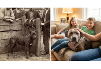 ต้นกำเนิดพิตบูล: ย้อนรอยประวัติศาสตร์จากสุนัขนักสู้สู่เพื่อนคู่ใจ