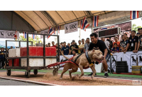 เจาะลึกการแข่งขันลากน้ำหนักพิตบูล UDC ล่าสุดในประเทศไทย