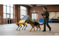 นวัตกรรมเปลี่ยนโลก: การนำหุ่นยนต์ Boston Dynamics 'Spot' มาช่วยฝึกสุนัขอย่างมืออาชีพ