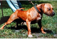 เรื่องเล่าเกมต์ American Pitbull Terrier 1/2