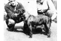 Ch. Game Laddie, เกิดมกราคม 1936 (BoB Crufts, 1938) และ Emden Challenger, เกิดมีนาคม 1937)