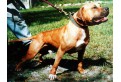GR CH SOUTHERN KENNEL'S MAYDAY 5XW ROM