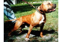 GR CH SOUTHERN KENNEL'S MAYDAY 5XW ROM