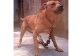 Alright here is your daily game dog story - URBAN WARDOG'S CH RECCA 3XW -