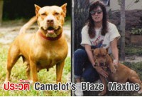 ประวัติ Camelot’s Blaze Maxine