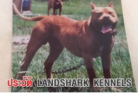 ประวัติ LANDSHARK KENNELS