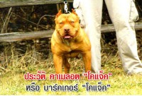 ประวัติ คาเมลอต “โคแจ็ค” หรือ บาร์คเกอร์ “โคแจ็ค”