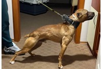 การประกวด Original Pitbull ใช้มาตรฐานอะไร ?