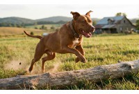 อเมริกัน พิตบูล เทอร์เรีย: สุนัขพลังงานสูงกับหัวใจที่ซื่อสัตย์