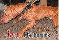 การต่อสู้ของ เดอะ มาโชบัค Gr.ch. Machobuck