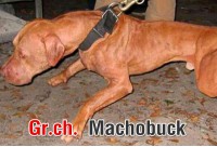 การต่อสู้ของ เดอะ มาโชบัค Gr.ch. Machobuck