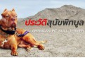 ประวัติสุนัขพิทบูล สุนัขสายพันธุ์อเมริกันพิทบูลเทอร์เรีย AMERICAN PIT BULL TERRIER