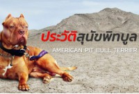 ประวัติสุนัขพิทบูล สุนัขสายพันธุ์อเมริกันพิทบูลเทอร์เรีย AMERICAN PIT BULL TERRIER