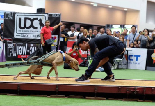 แข่งขันสุนัขลากน้ำหนัก รุ่นน้ำหนักไม่เกิน 20.00 กก.
