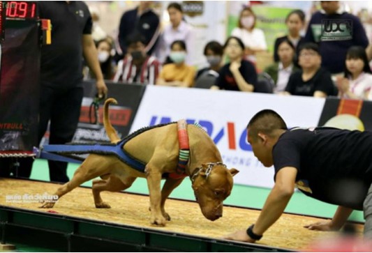 แข่งขันสุนัขลากน้ำหนัก รุ่นน้ำหนัก 34.01-37.00 กก.