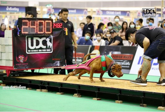แข่งขันสุนัขลากน้ำหนัก รุ่นน้ำหนัก 40.01-45.00 กก.
