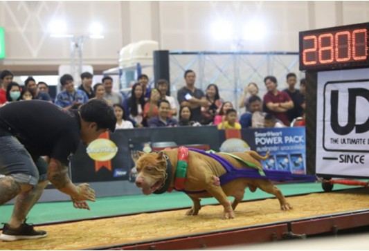 แข่งขันสุนัขลากน้ำหนัก รุ่นน้ำหนัก 45.01-50.00 กก.