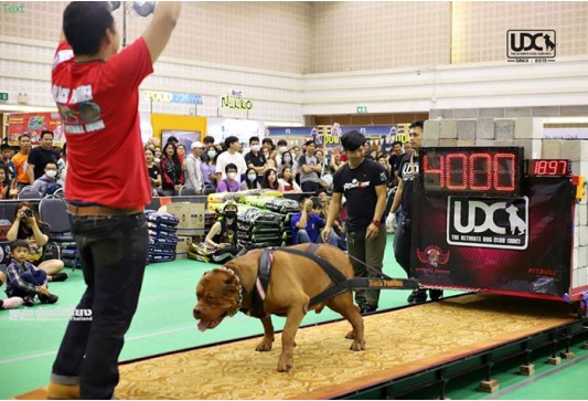 แข่งขันสุนัขลากน้ำหนัก รุ่นน้ำหนัก 55.00 กก.ขึ้นไป