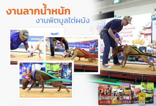 งานลากน้ำหนัก และงานพิตบูลไต่ผนัง