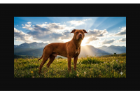 สุนัขพันธุ์ Pitbull สัตว์เลี้ยงหรือสัตว์ร้าย