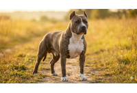 สุนัขพันธุ์ Pitbull นักแสดงเก๋า