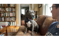 สุนัขพันธุ์ Pitbull มีความน่ารักและฉลาด