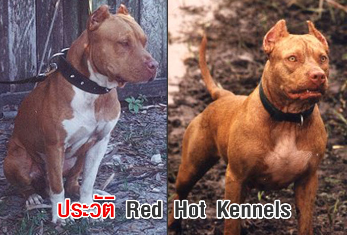 ประวัติ Red Hot Kennels