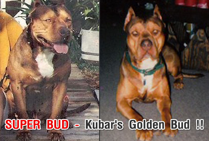 Super Bud - Kubar's Golden Bud !!