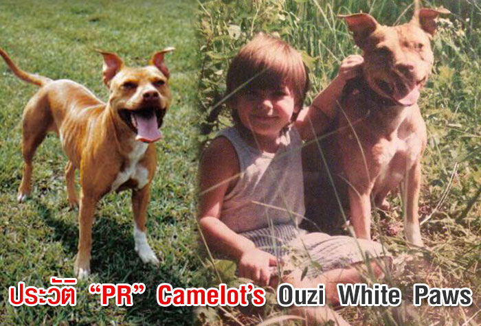 ประวัติ “PR” Camelot’s Ouzi White Paws