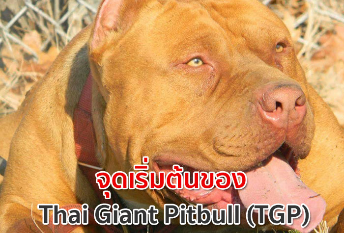 จุดเริ่มต้นของ Thai Giant Pitbull (TGP) ในประเทศไทย