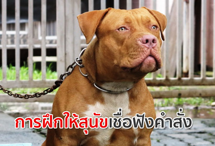 การฝึกให้สุนัขเชื่อฟังคำสั่ง